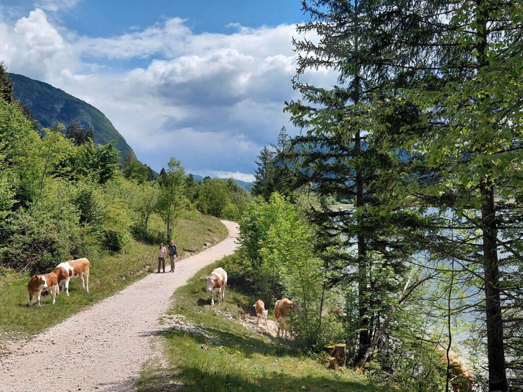Bohinjské jezero