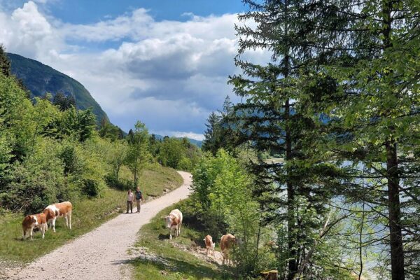 Bohinjské jezero