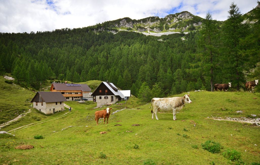 Pokljuka, Julské Alpy, Slovinsko