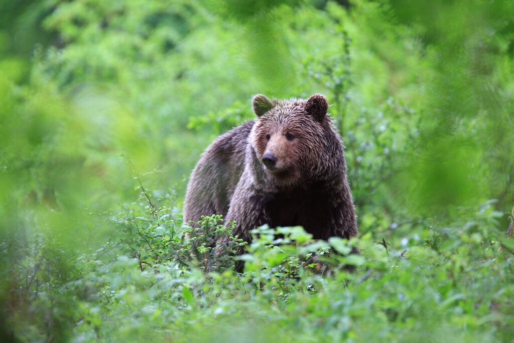 Medvěd, Slovinsko